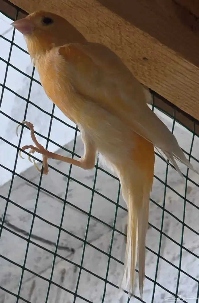 للبيع كناري سوري تغريد 2