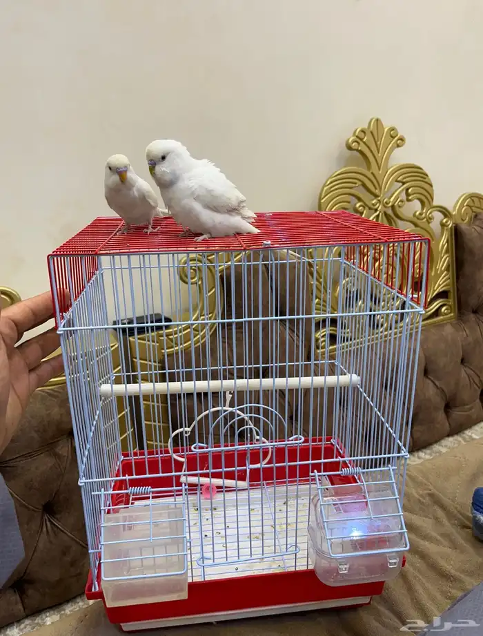 طيور حب اليفه 3