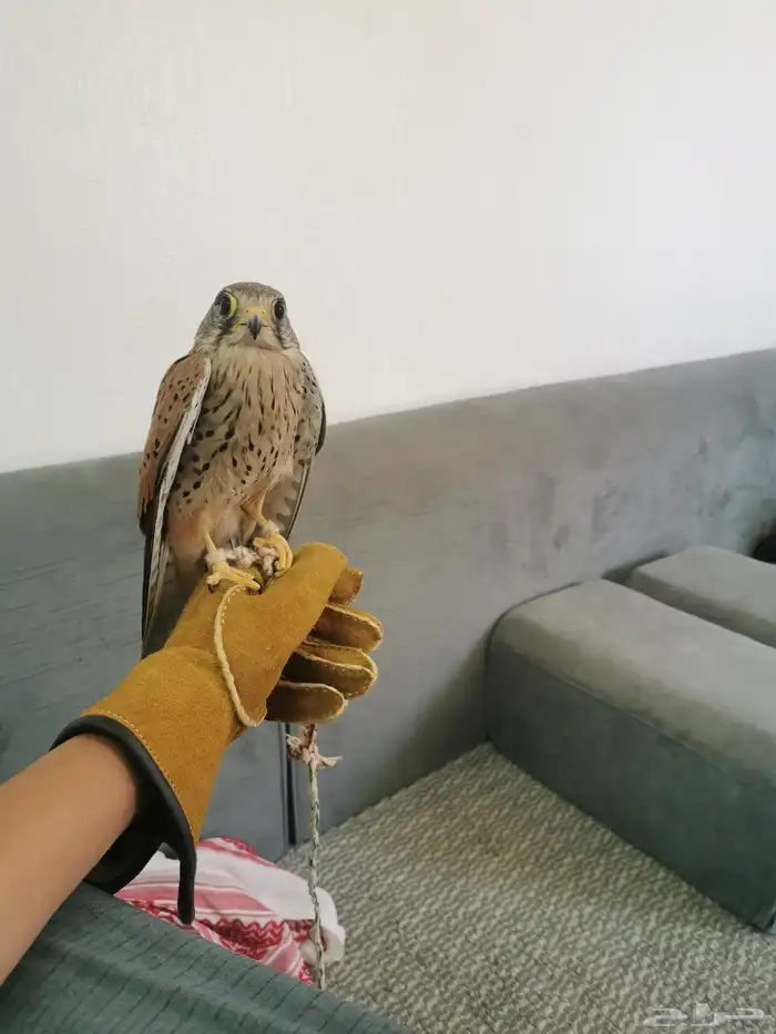 شبوط للبيع 0