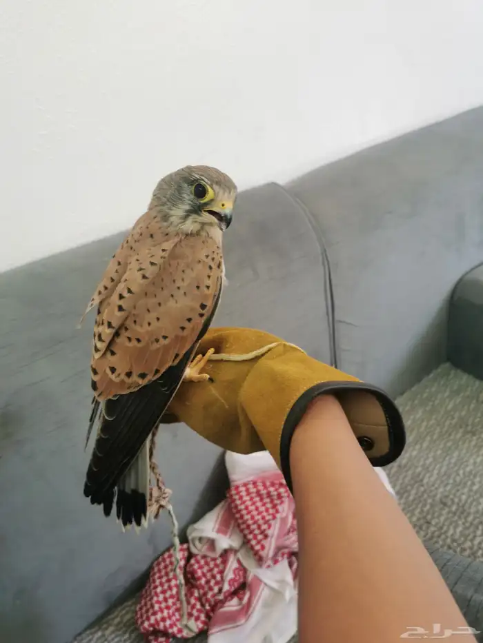 شبوط للبيع 1