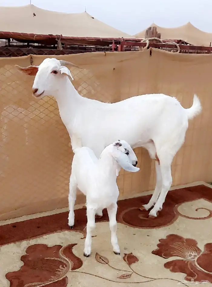 عنز برصى تحتها تيس 0