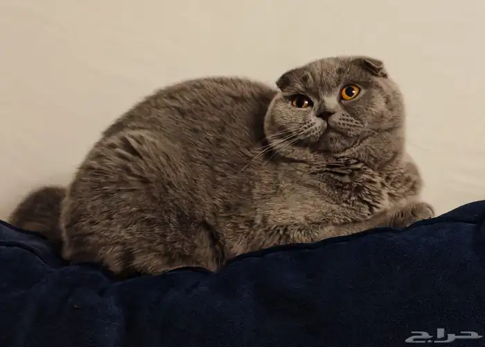 أنثى سكوتش فولد بلو بيور منتجه للبيع 0