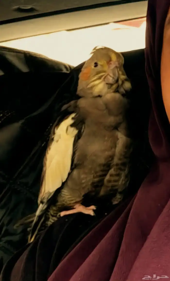 كروان مفقود في وادي قناه 0