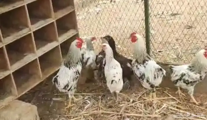 ديوك اكل للبيع بريده 0