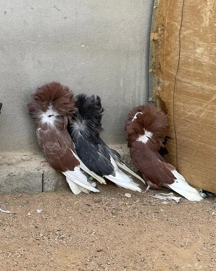 حمام جاكوبين للبيع 10