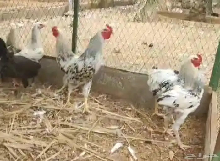 ديوك اكل للبيع بريده 2