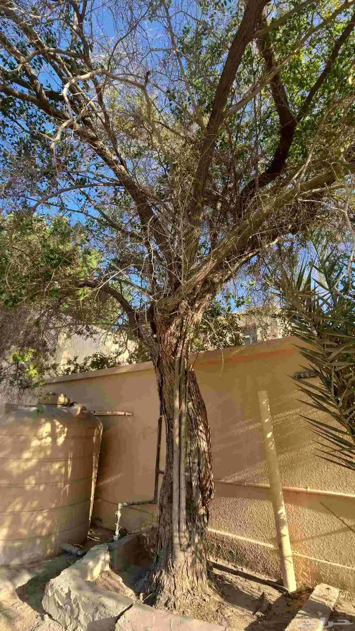 حطب شجرة سدر ب 50 الف ريال قابل للتفاوض 2