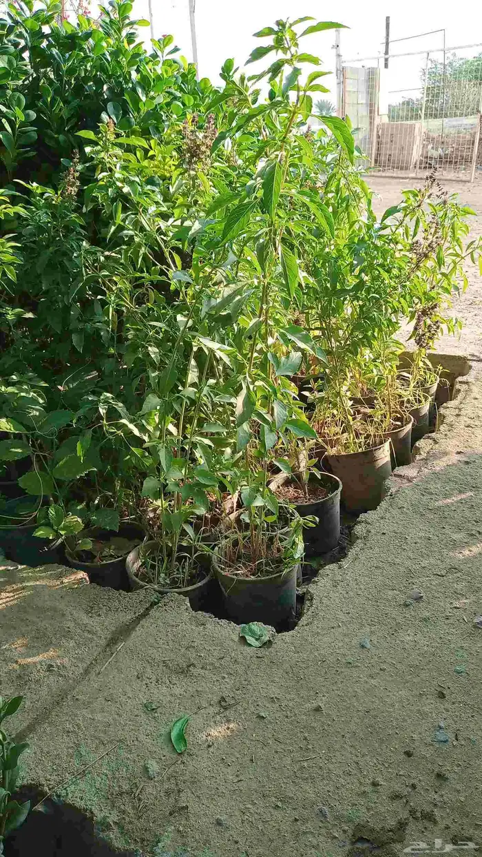 مشتل التحسين الزراعى بيع بسعر الجملة 7