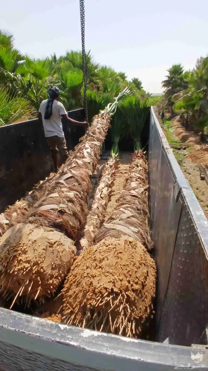 نخل مثمر واشنطن 9