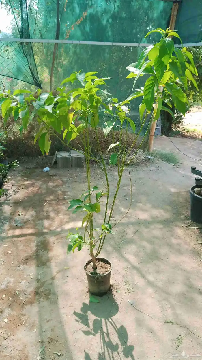 مشتل التحسين الزراعى بيع بسعر الجملة 5