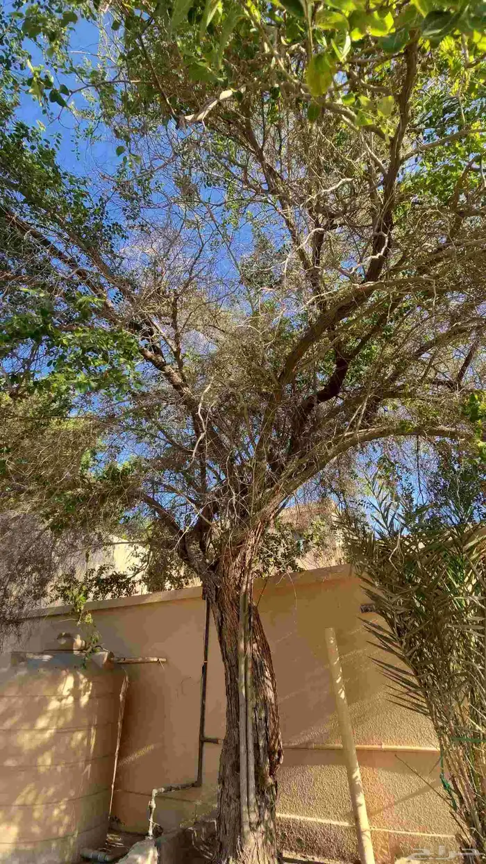 حطب شجرة سدر ب 50 الف ريال قابل للتفاوض 1