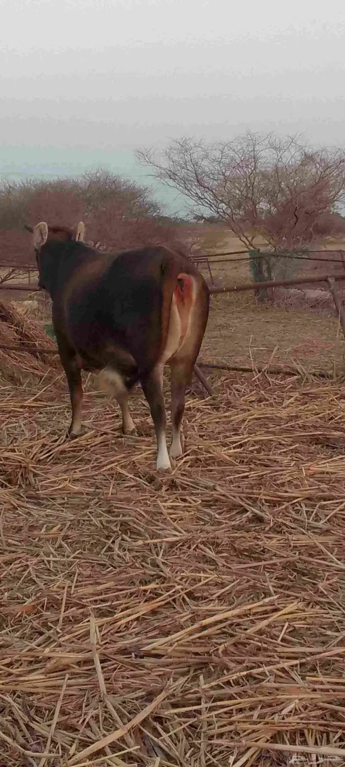 عجله فاخره العمر 3 سنوات الحاله فاضيه 0