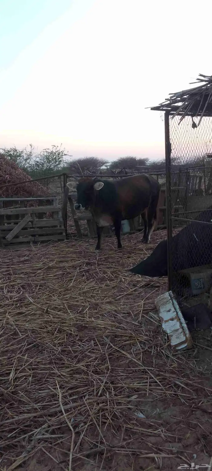 عجله فاخره العمر 3 سنوات الحاله فاضيه 1