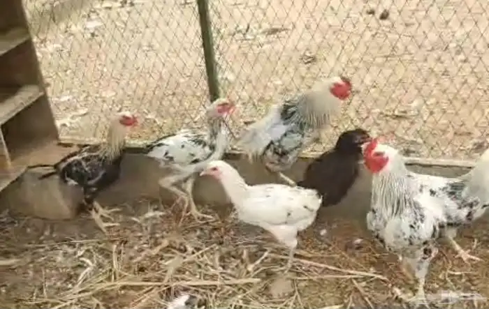 ديوك اكل للبيع بريده 1