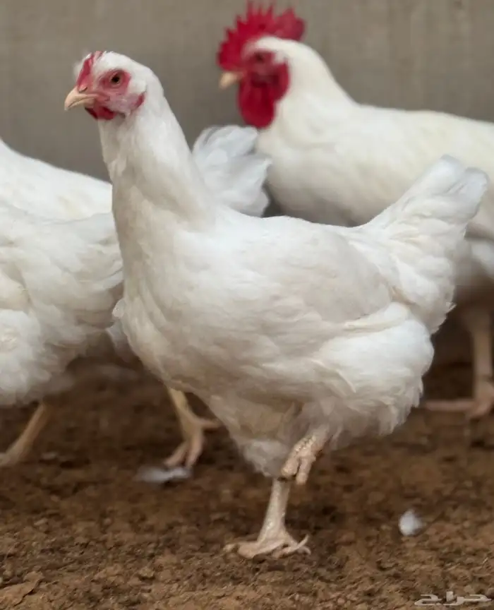 دجاج تركي ابيض صافي جروم طيبه ماشاءالله 4
