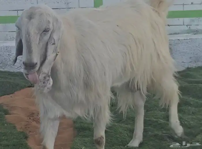 3 معزا بيض مشاريك مقاني مقرعات والله يعلم ما في الارحام 2