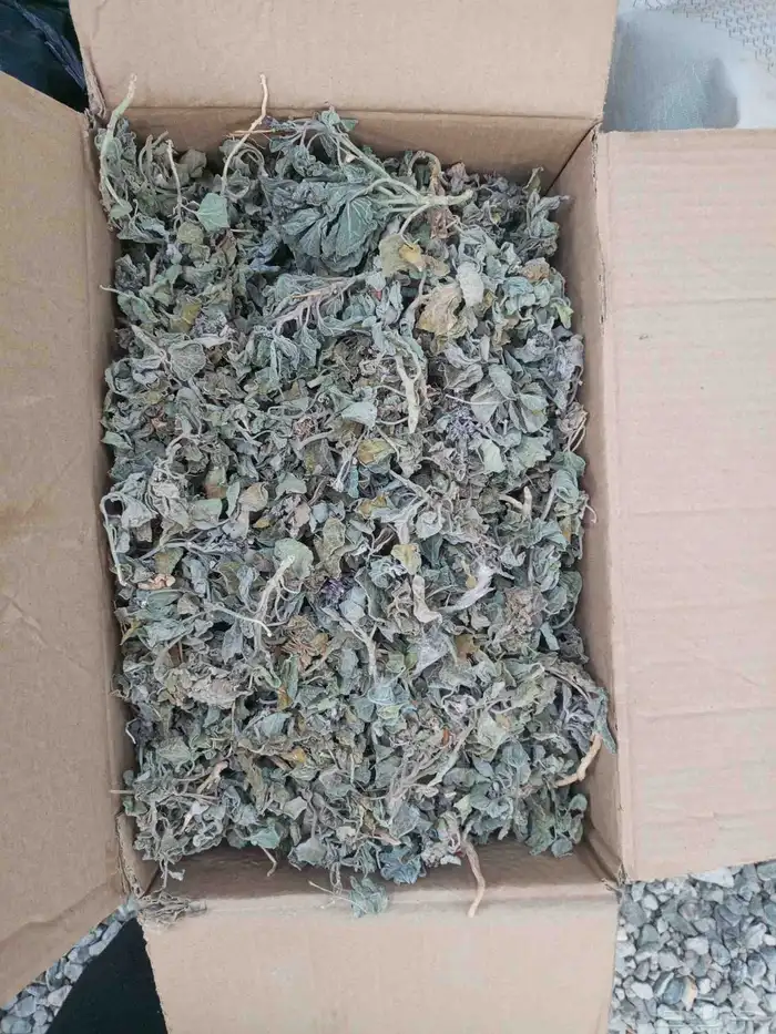 كرتون عتر للبيع 0