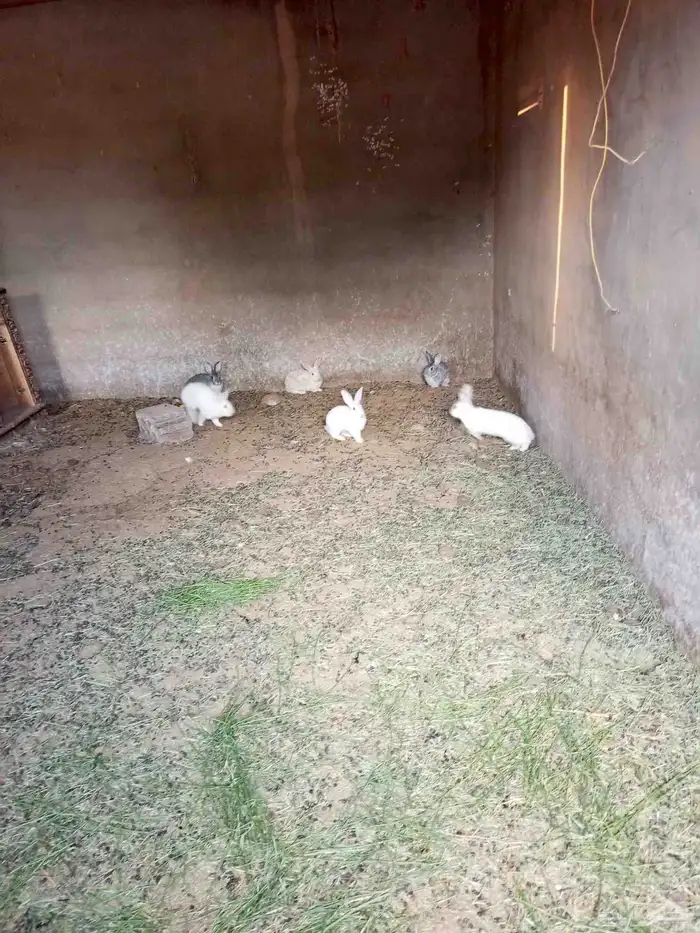 ارانب بلدي ذكور 1