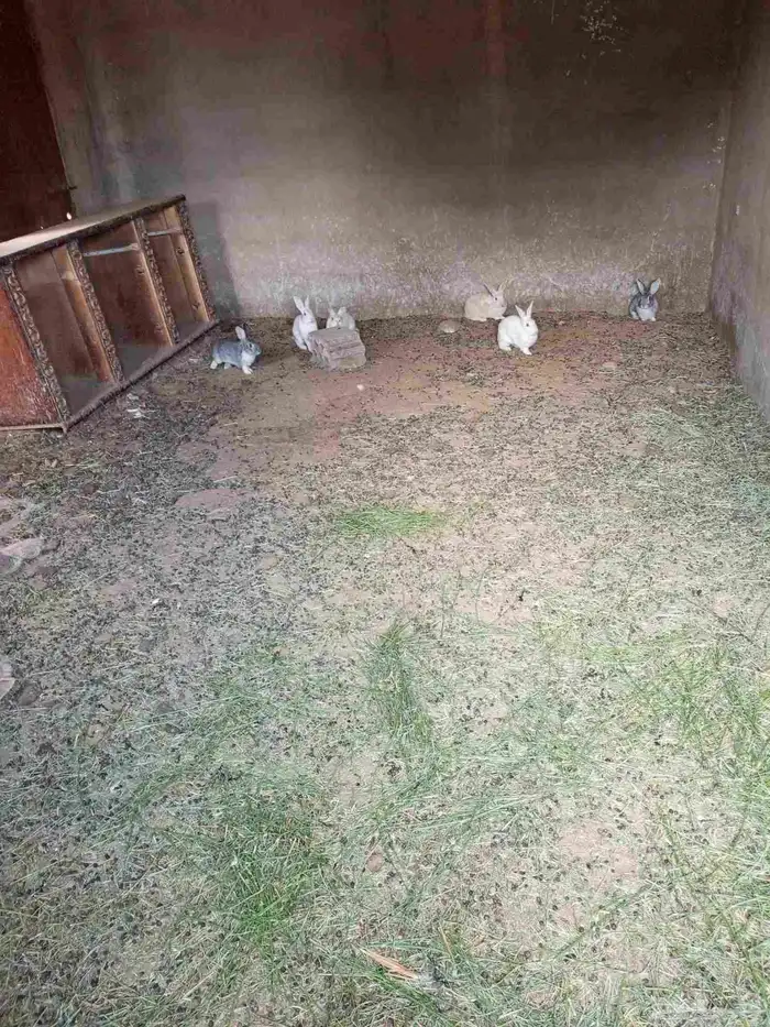 ارانب بلدي ذكور 0