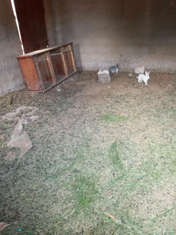 ارانب بلدي ذكور 2