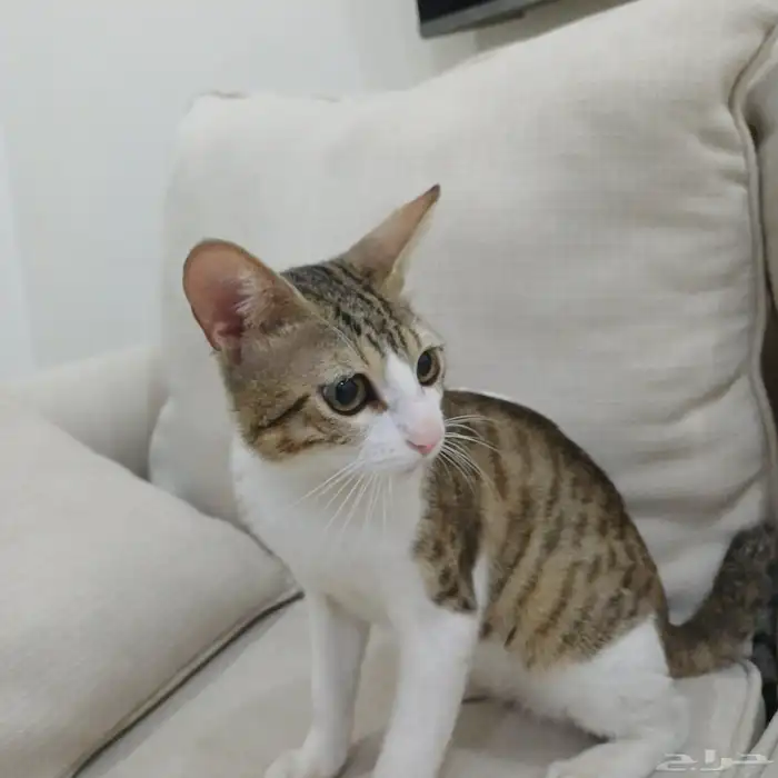 قط ذكر بلدي للتبني و عمره ثمانيه شهور 1