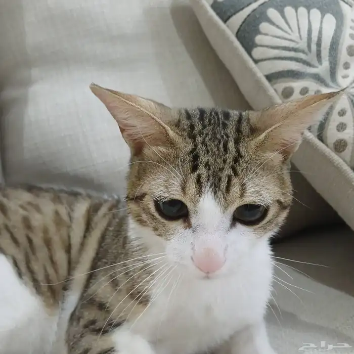 قط ذكر بلدي للتبني و عمره ثمانيه شهور 2