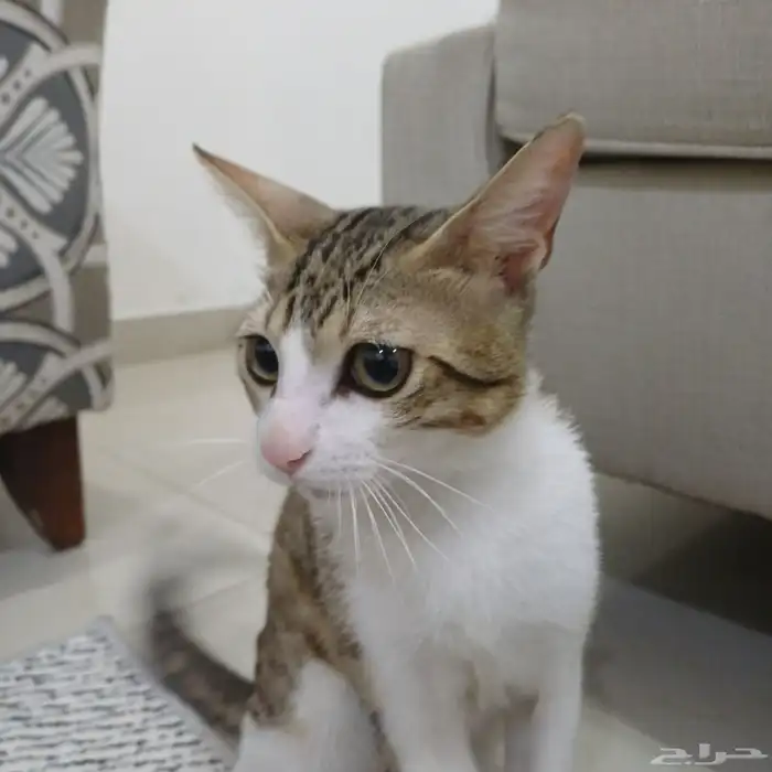 قط ذكر بلدي للتبني و عمره ثمانيه شهور 0