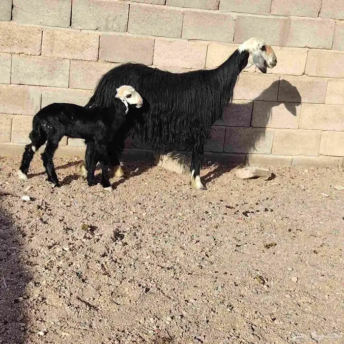 نجديه حدرها رخله سن ثنيه ديد سلم عمر الرخل شهر 1