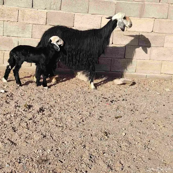 نجديه حدرها رخله سن ثنيه ديد سلم عمر الرخل شهر 2