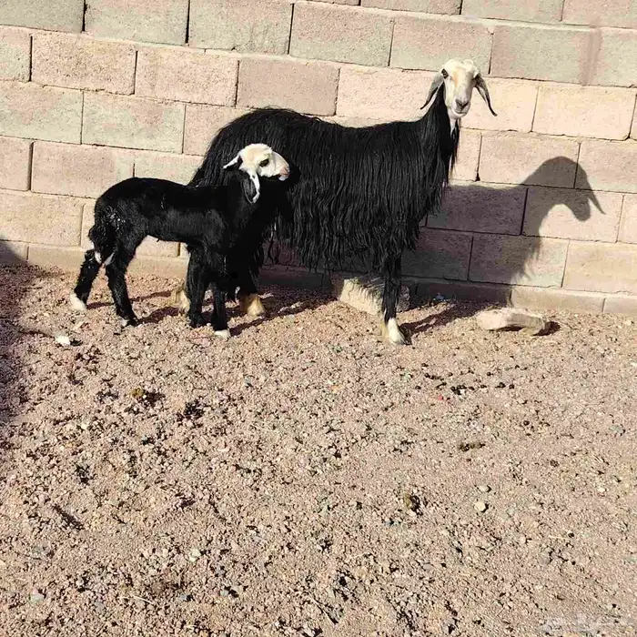 نجديه حدرها رخله سن ثنيه ديد سلم عمر الرخل شهر 0