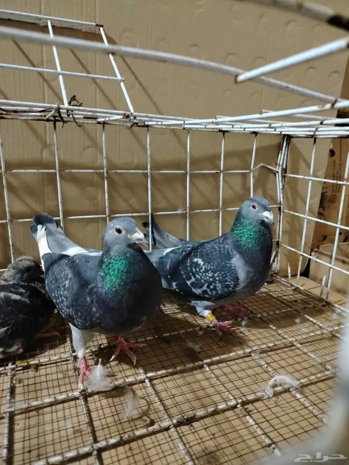 للبيع جوز زاجل 0