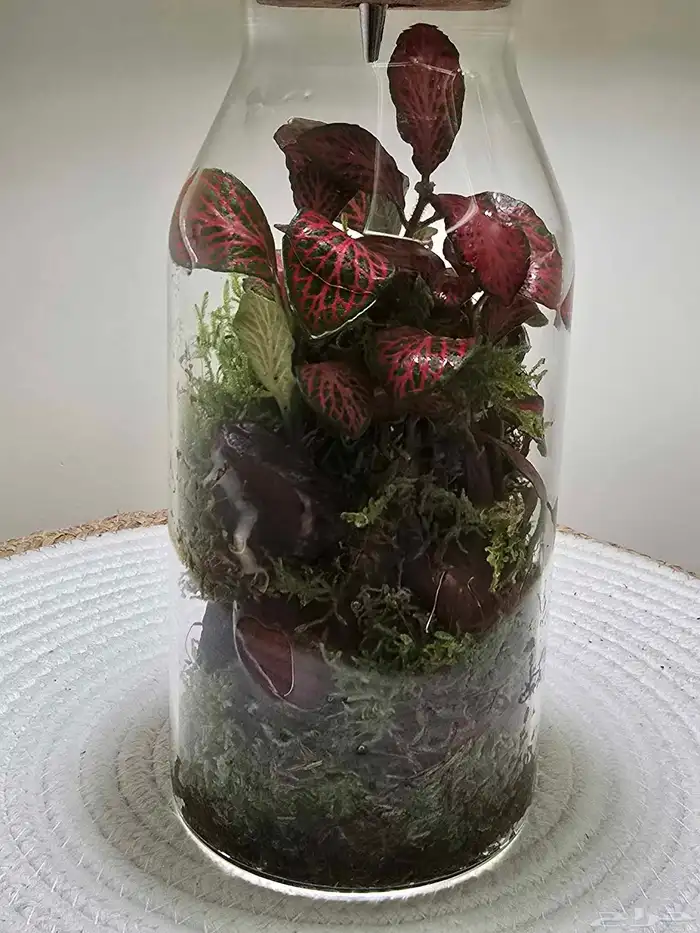 أبجورة تيراريوم نباتات طبيعية 3