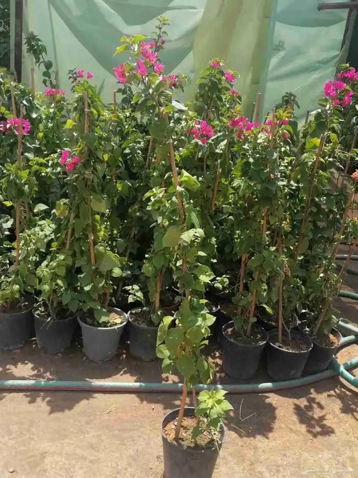 زراع طبيعي واحواض زراع طبيعي 8