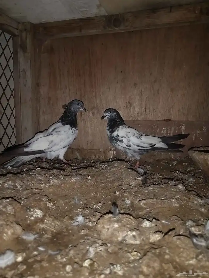 حمام مشكل باكستاني وزينه 3