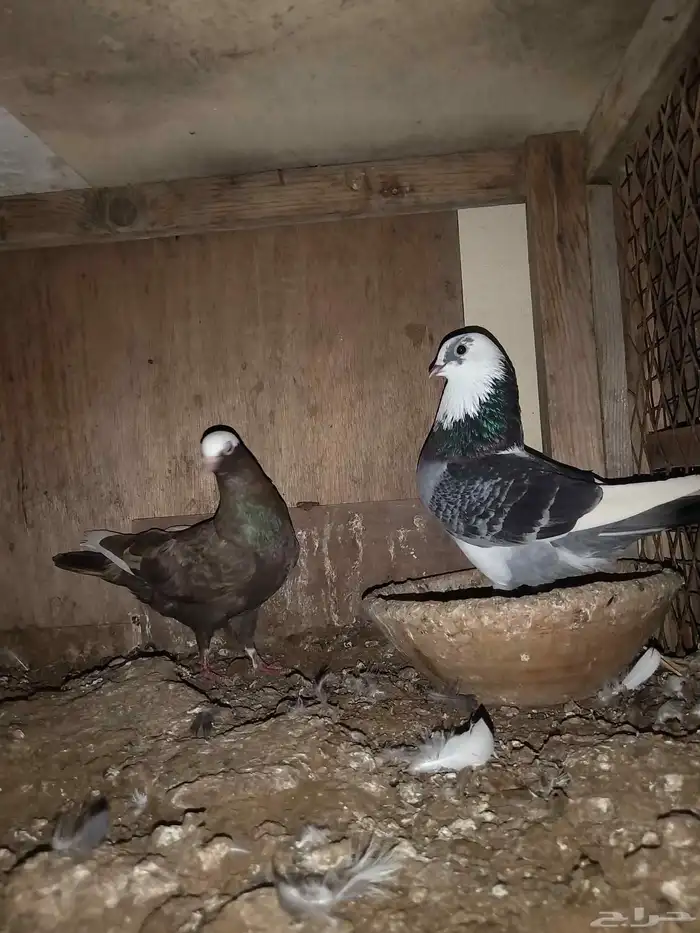 حمام مشكل باكستاني وزينه 0