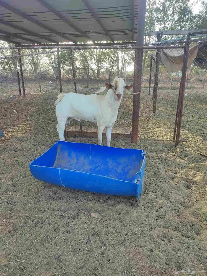 فحل بلدي مشروط السن جامع 2