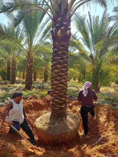 البيع نخل بلدي و شنطني شجار زيتنون index