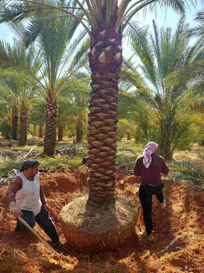 البيع نخل بلدي و شنطني شجار زيتنون 7