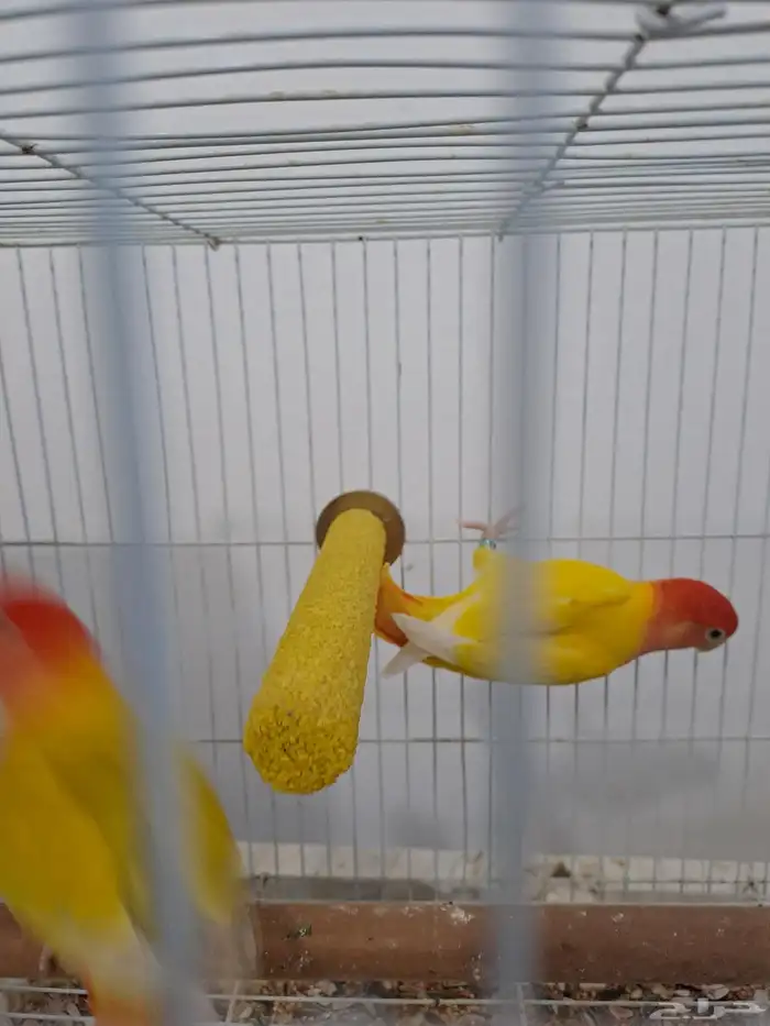 زوج روز منتج 2