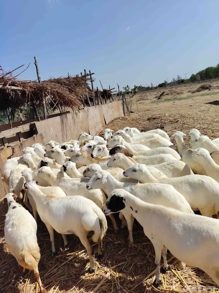 أعرض لكَم ضان رفيديات ميديا ت العدد50كلها قريب 0