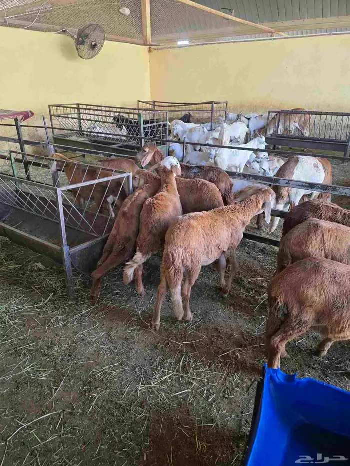 سواكني مرابي 3شهور حقت ثلاجه 0