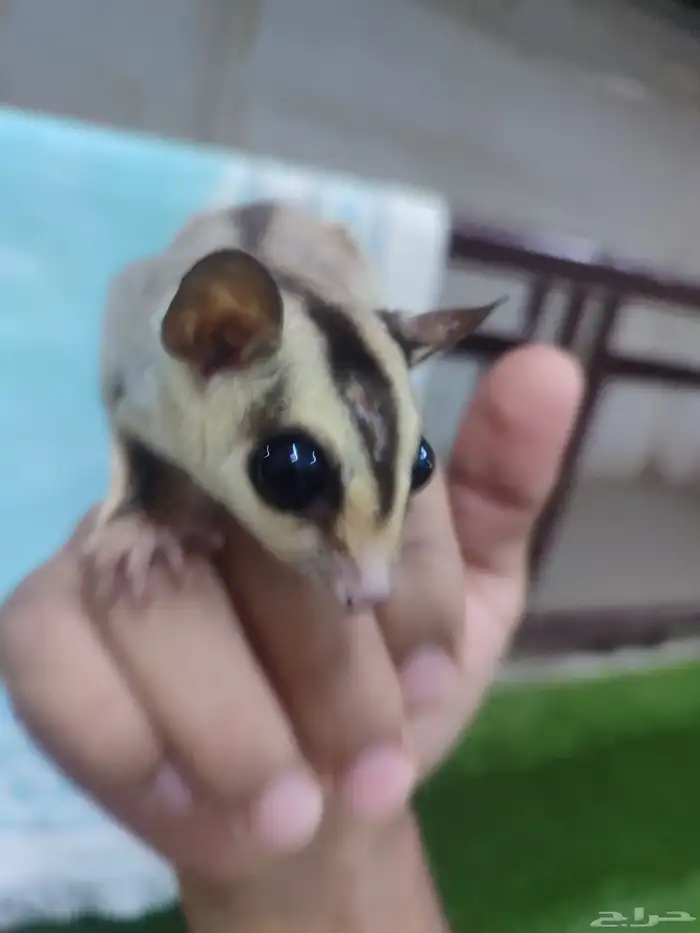 ذكر سنجاب شوقر قلايدر أليف 1