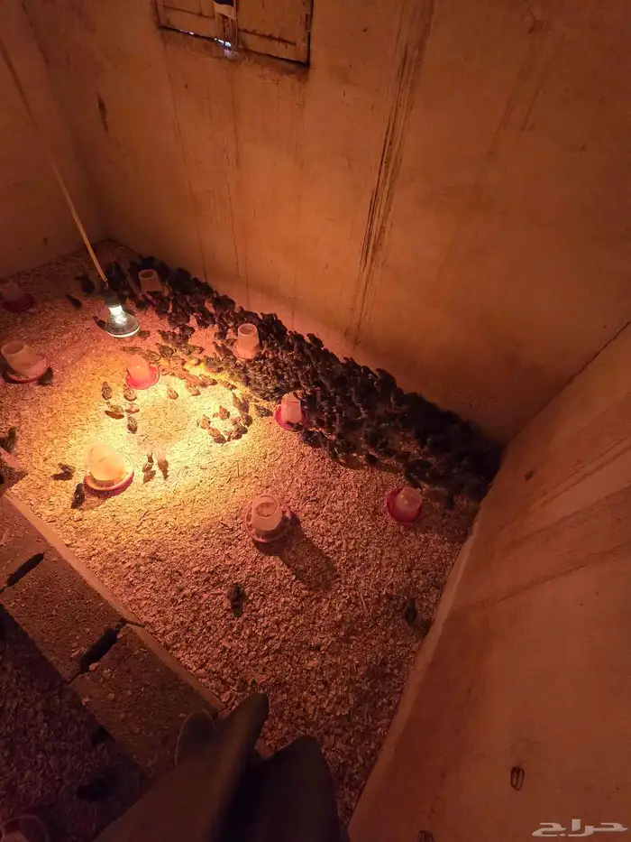 صوص فيومي شبابي 2