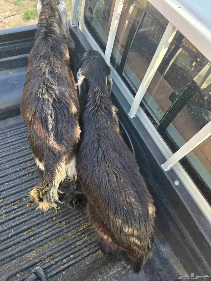 للبيع تيوس عوارض طيبه ومغلقه شحم 3