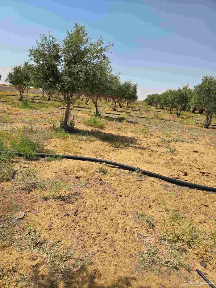 شجر زيتون نيبالي محسن احجام كبيره 3