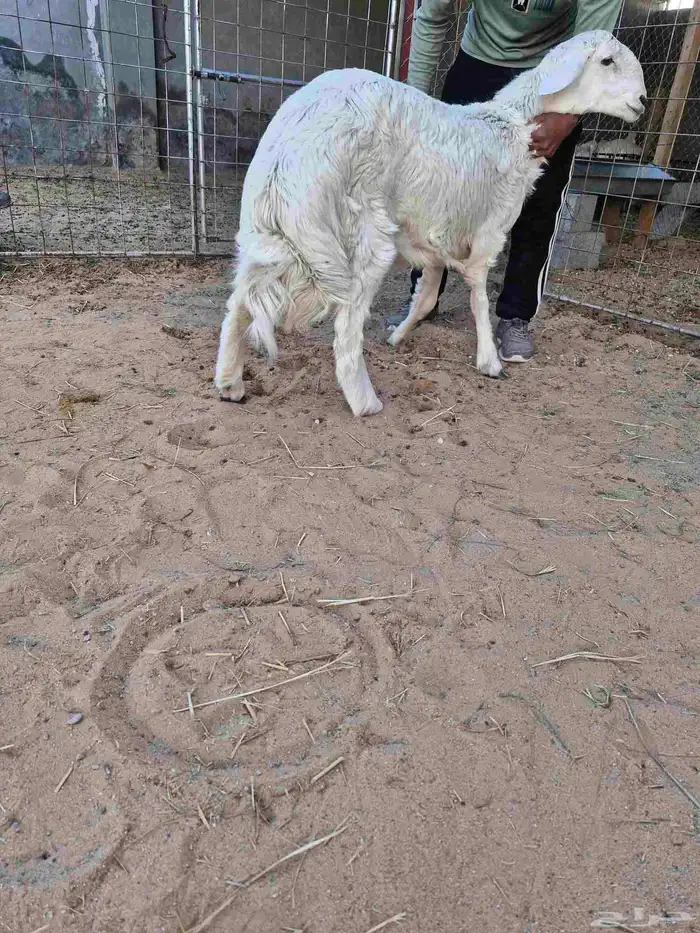 خروف حري زبدة مغلق 0