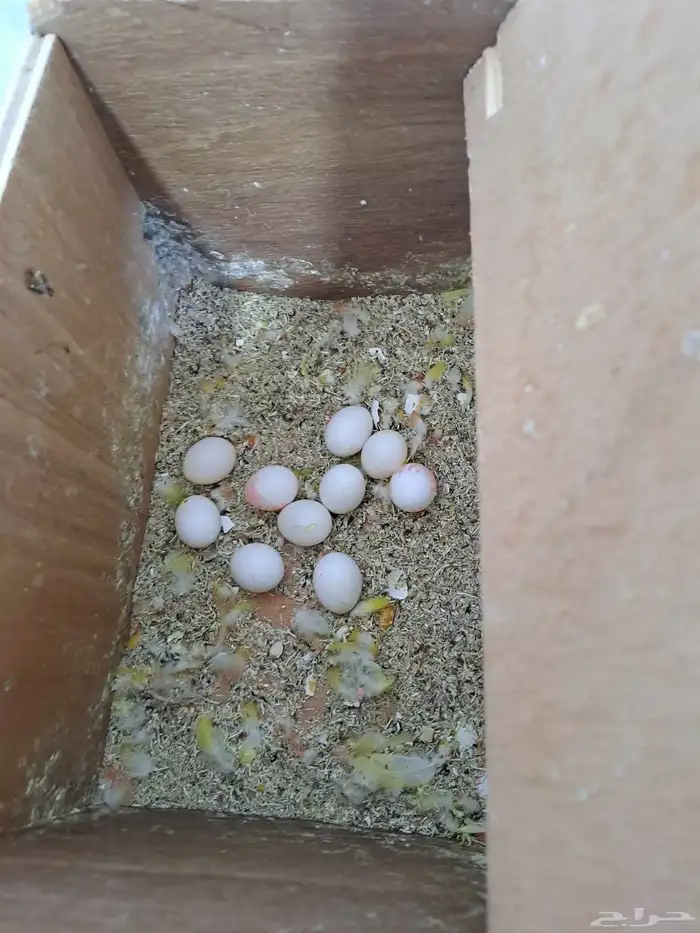 زوج روز منتج 3