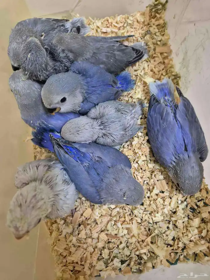 فروخ روز البينو والوان مختلفة ( غر ) 7