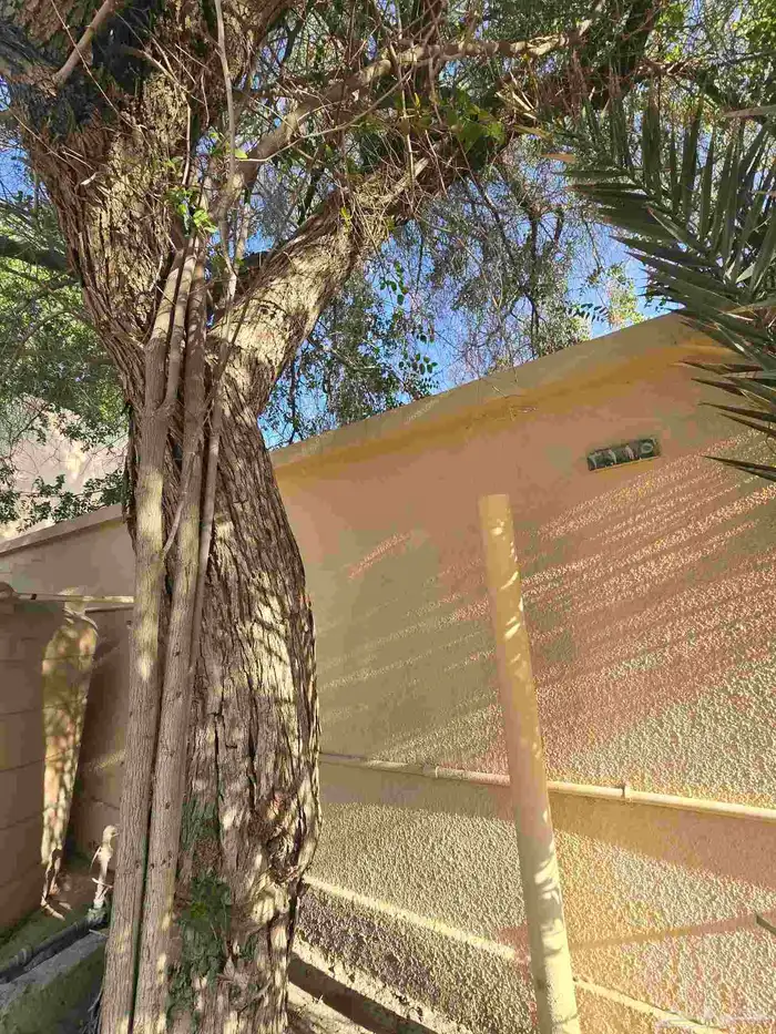 حطب شجرة سدر ب 50 الف ريال قابل للتفاوض 3