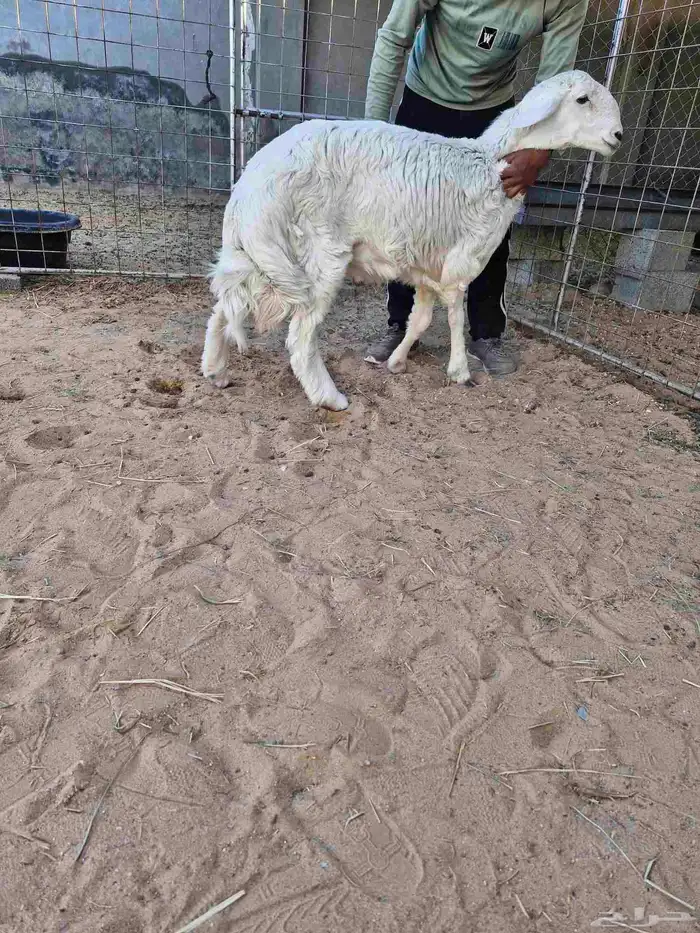 خروف حري زبدة مغلق 1